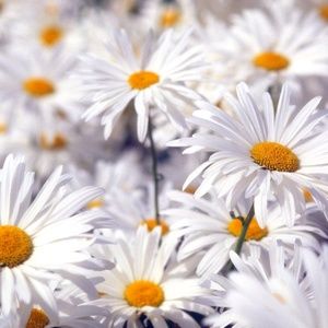 Meet your Posher, Cynthia